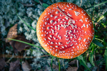 fly agaric mushroom