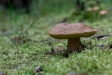 mushroom in the forest