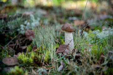 mushroom in the forest