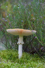 mushroom in the forest