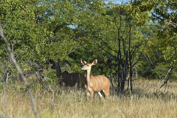Großer Kudu (Strepsiceros) im Etoscha Nationalpark