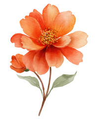 Peachy orange flower, delicate lines, soft watercolor style
