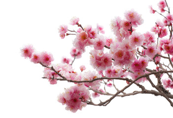 Obraz premium Close-up of delicate pink blossoms on branches (2)