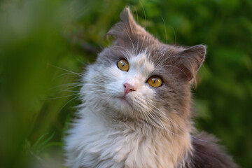 Beautiful cat on a field at sunset. House cat sitting outdoors on green grass in the garden