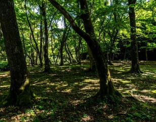 Naklejka premium Lush forest floor dappled with sunlight