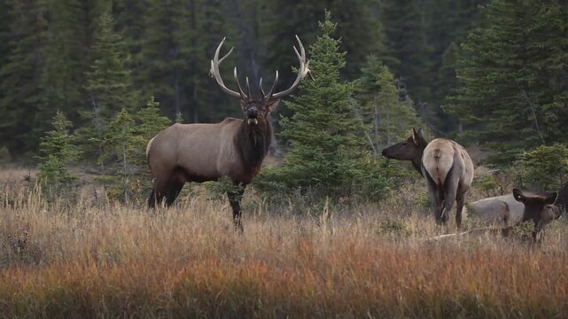 Bull elk bugling during the rut