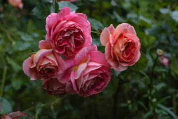 Beautiful pink orange roses floribunda Sommersonne Kordes