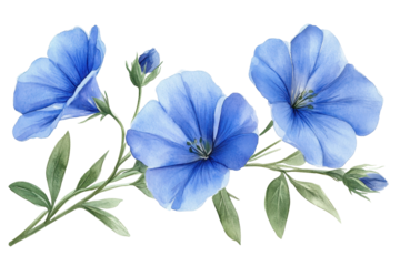 Watercolor painting of blue flax flowers with buds and green leaves on a white background