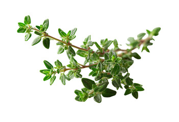 Fresh thyme sprig, vibrant green leaves, on black background