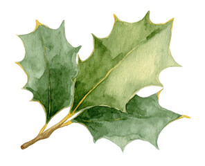 Watercolor illustration of two holly leaves.  