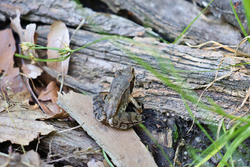 Common frog camouflaged on forest floor among wood, leaves and bark, back and hind legs visible with partial eye; natural wildlife scene blending into woodland habitat
