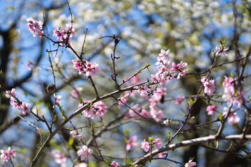 Beautiful spring trees with branches covered in white and pink blossoms, set against a clear blue sky, showcasing vibrant seasonal flowers and fresh foliage.