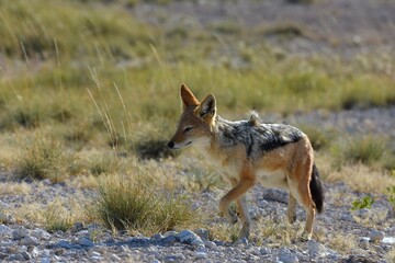 Schabrackenschakal (Lupulella mesomelas) im Etoscha Nationalpark in Namibia