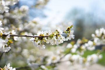 Beautiful spring trees with branches covered in white and pink blossoms, set against a clear blue sky, showcasing vibrant seasonal flowers and fresh foliage.