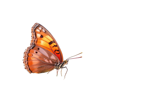 Orange lacewing butterfly displays vibrant orange and brown wings with intricate patterns isolated on a transparent background