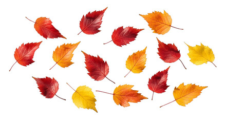 Obraz premium Autumn leaves in various shades of red orange and yellow scattered on a black background creating contrast