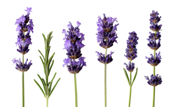 Close-up of several lavender and rosemary sprigs against a black background
