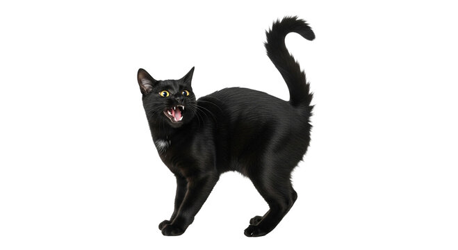 A black cat with arched back hissing with green eyes and tail up isolated on black background looking angry