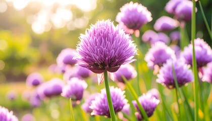 Fototapeta premium Close-up of vibrant purple spherical flowers bathed in warm sunlight, soft focus background