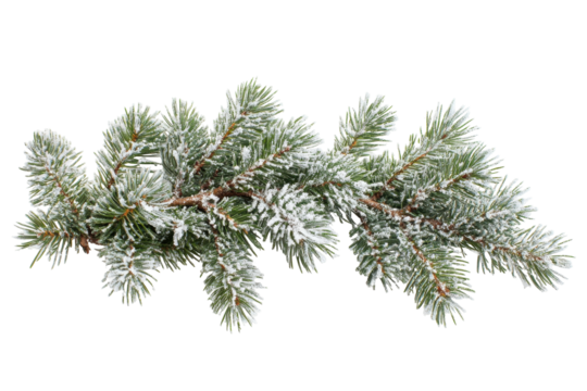 Green Fir Branches covered in Snow, Holiday Season Tree Limb Background for Christmas and Winter with Transparent Background