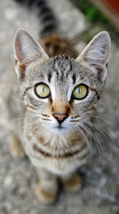 Fototapeta premium Playful tabby kitten backyard pet photography natural light close-up cute expressions