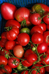 Fresh organic tomatoes of different varieties in a blue basket, natural garden harvest, eco farming.
