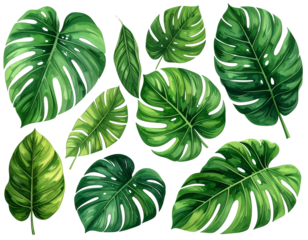 Tropical Green Leaves PNG Set 