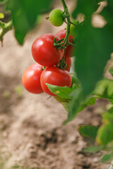 Ripe red tomatoes on plant in greenhouse