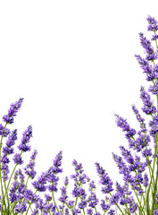 Naklejka premium Lavender sprigs form a frame against a black background (1)