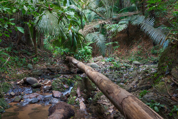 tropical jungles of South East Asia