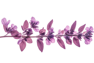 Sprig of Salvia featuring purple flowers and leaves against a white background