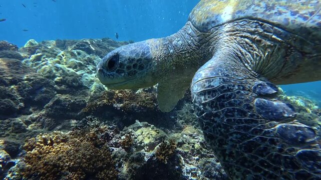 A sea turtle off the coast of Costa Rica 