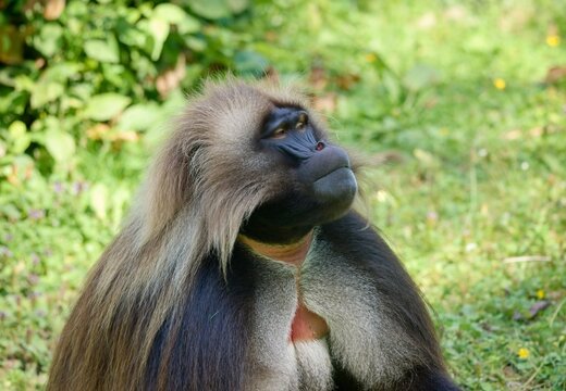 Theropithecus gelada