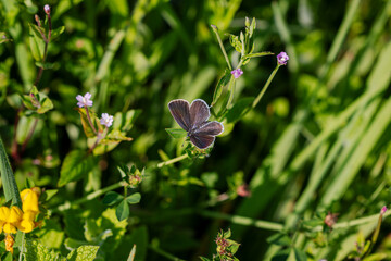A Short-tailed blue butterfly (Cupido argiades).
