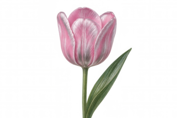 Pink tulip with green stem and leaf isolated on transparent background, perfect for spring designs