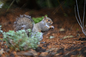 squirrel eating nut in the park