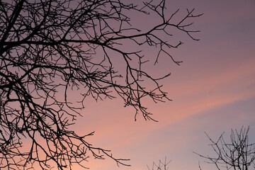 Scenic late autumn sunset featuring pink and orange sky, a tree branch in the foreground, and fallen leaves covering the ground, creating a tranquil and picturesque atmosphere.