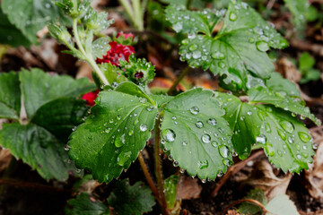 Strawberry leaves with water droplets after rain