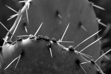Prickly pear cactus detail closeup in black and white, Texas natural plant.