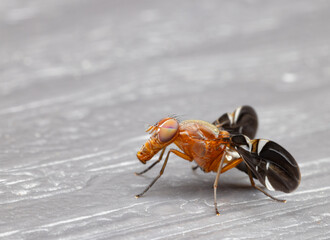Fruit fly on table