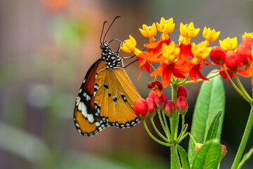 Donaus chrysippus, plain tiger on flower