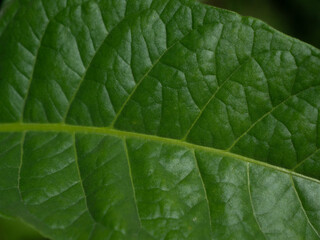 Tobacco leaf close up
