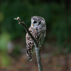 owl on perch