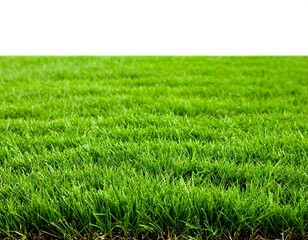 Obraz premium Close-up view of vibrant green grass