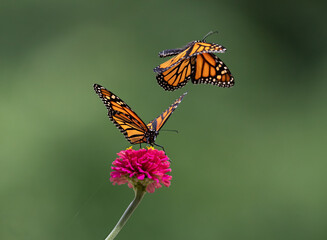 two monarch butterfly on purple flower