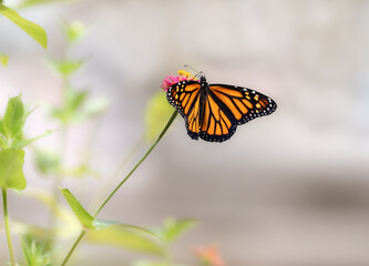 monarch butterfly on a flower