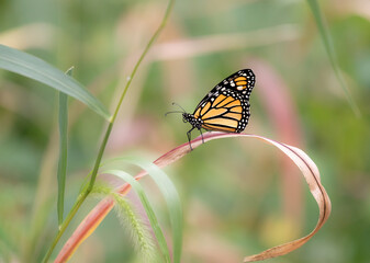 monarch butterfly on grass stem