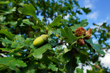 Eicheln am Baum