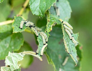 Caterpillars on damaged leaves