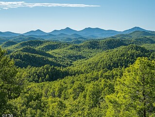 Serene mountain forest landscape, daytime view